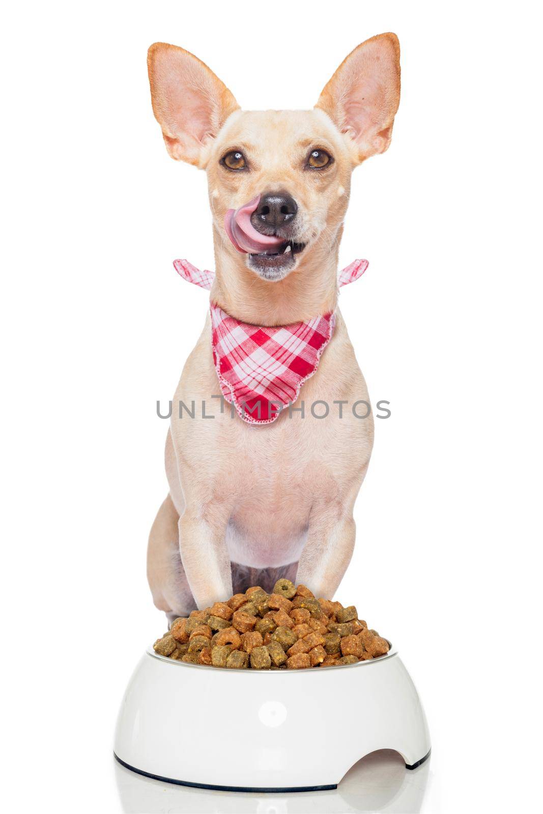 hungry terrier dog with a food bowl sticking out its tongue , isolated on white background