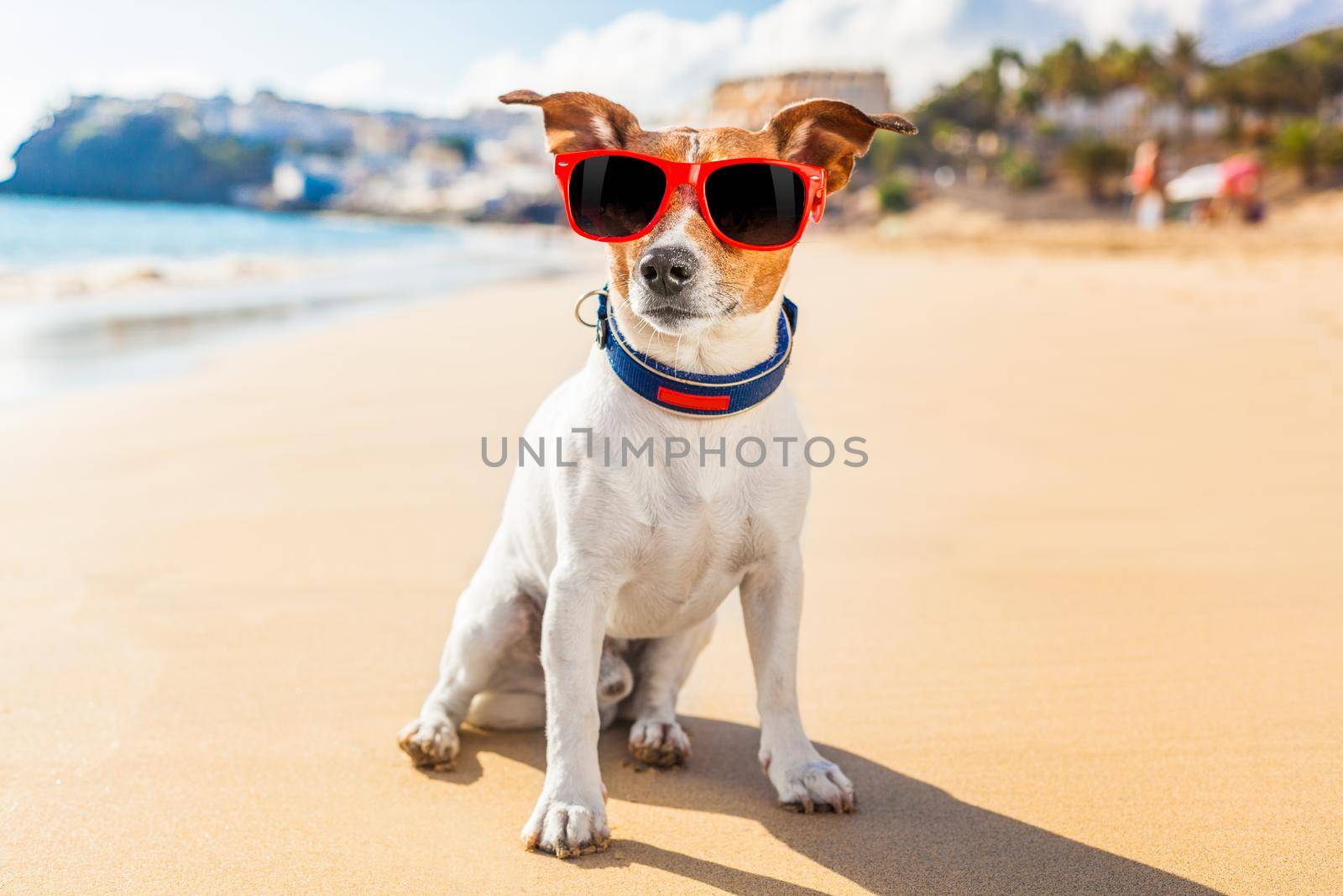 dog summer by Brosch