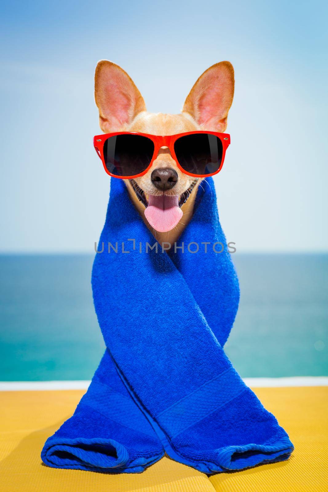 chihuahua dog at the beach having a wellness spa treatment wearing red funny sunglasses