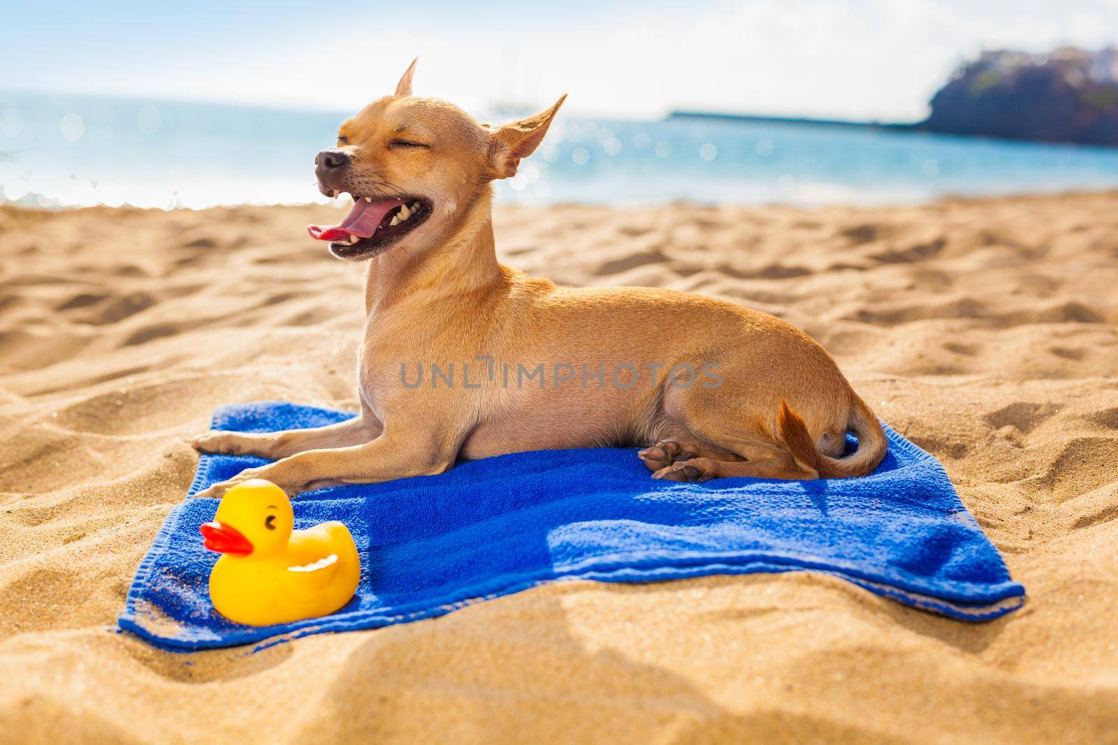 chihuahua summer dog by Brosch