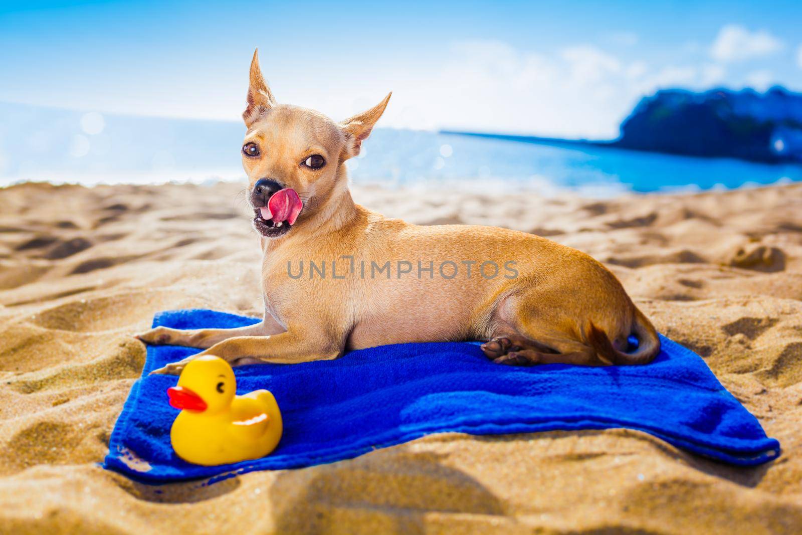 chihuahua summer dog by Brosch