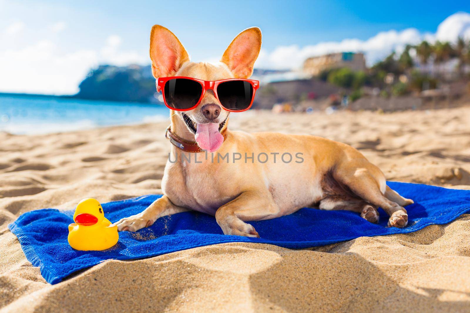 chihuahua summer dog by Brosch