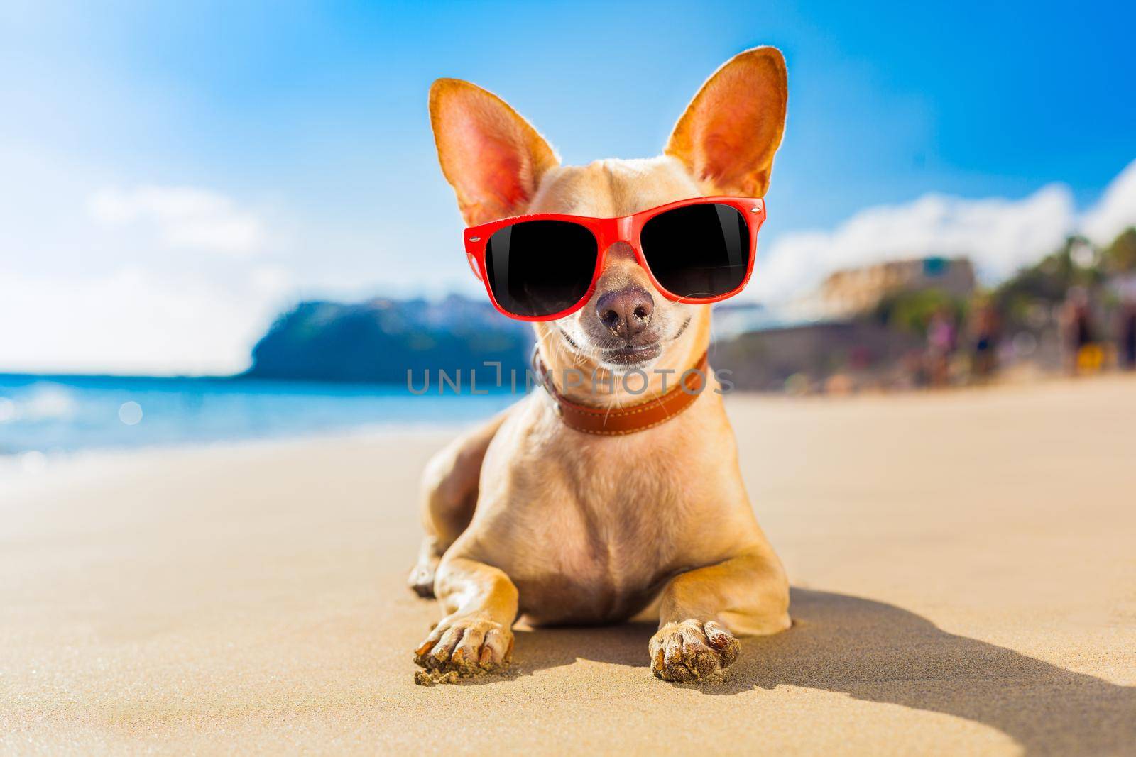 chihuahua summer dog by Brosch