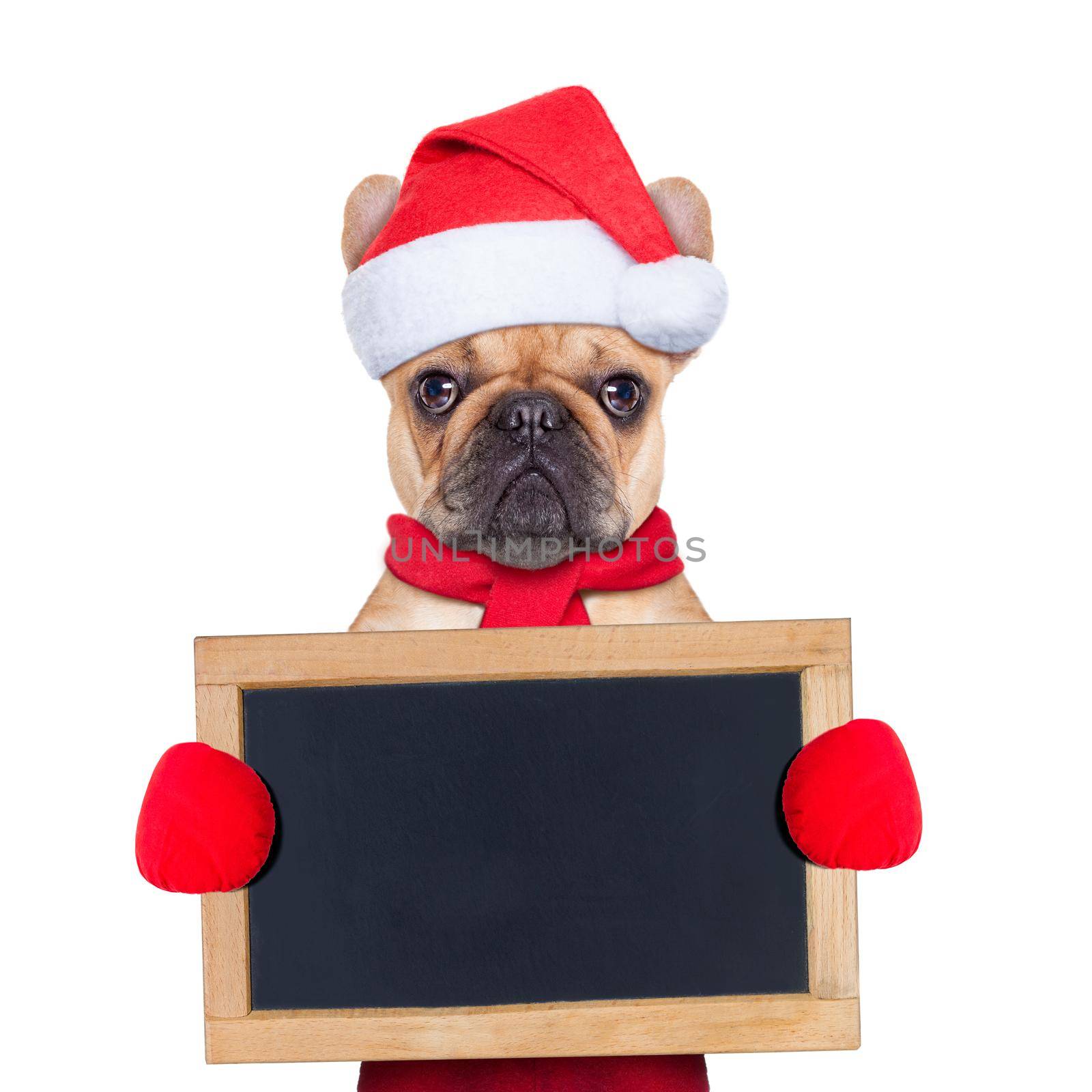 Santa claus christmas dog wearing a hat holding a blackboard or placard , isolated on white background