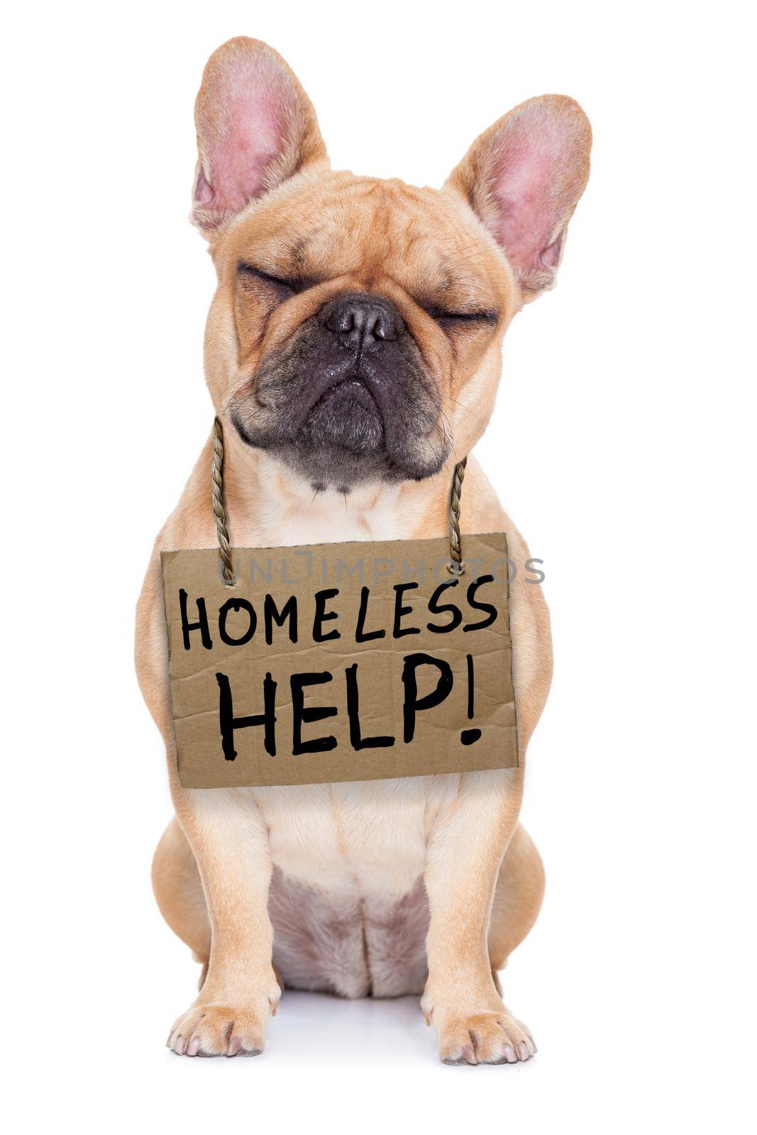 lost,homeless french bulldog with cardboard hanging around neck, isolated on white background, eyes closed and looking very sad