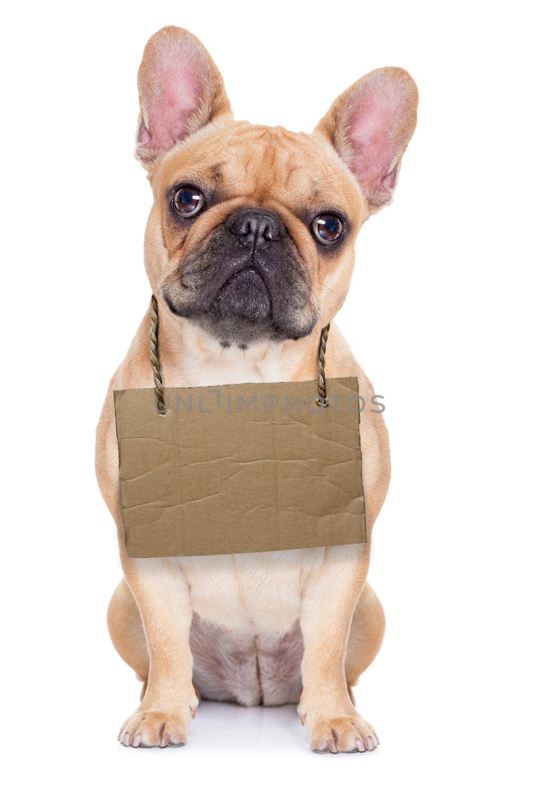 lost,homeless french bulldog with cardboard hanging around neck, isolated on white background, looking so sad