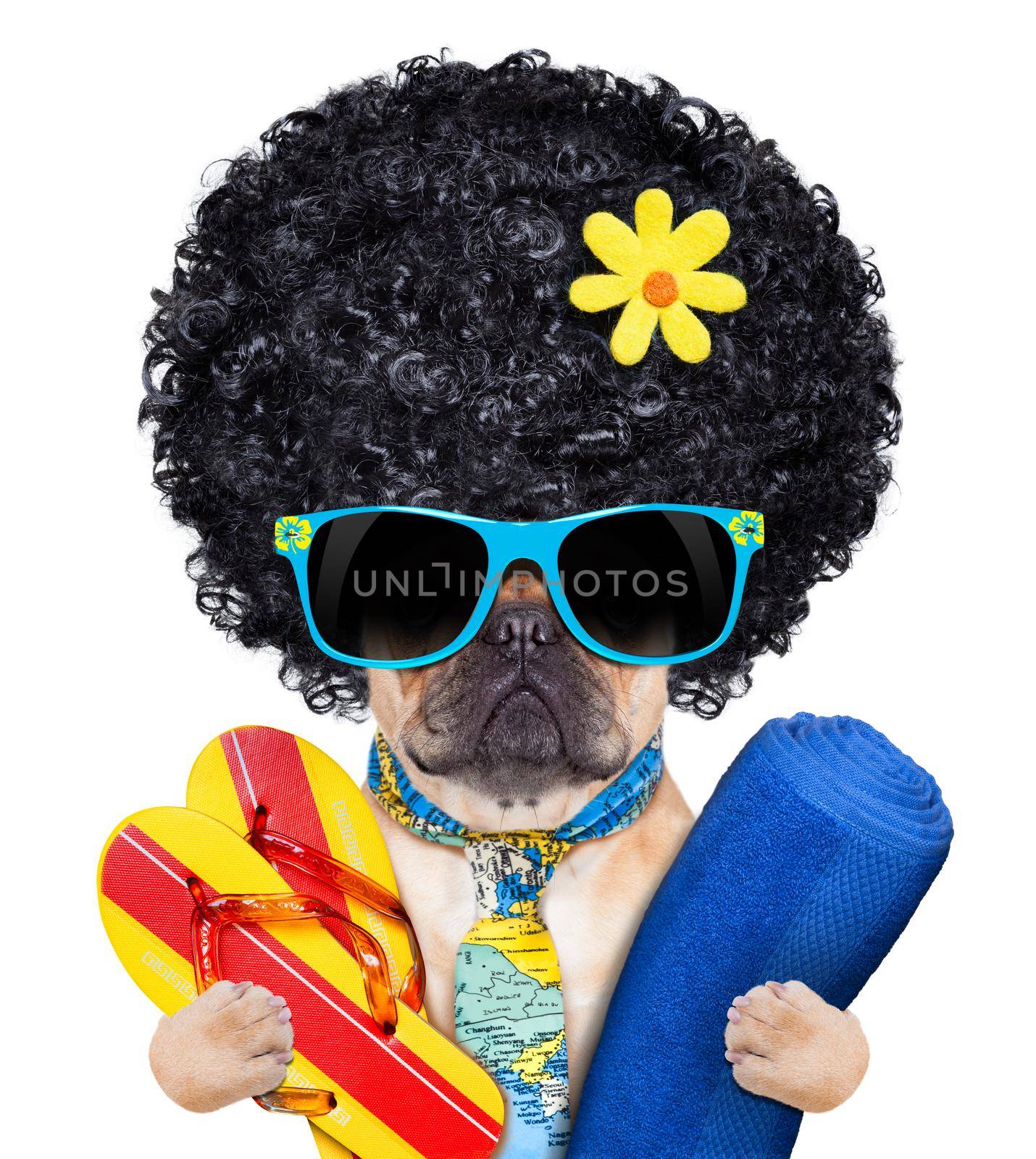 fawn bulldog with flip flops and towel , wearing a tie and sunglasses, isolated on white background