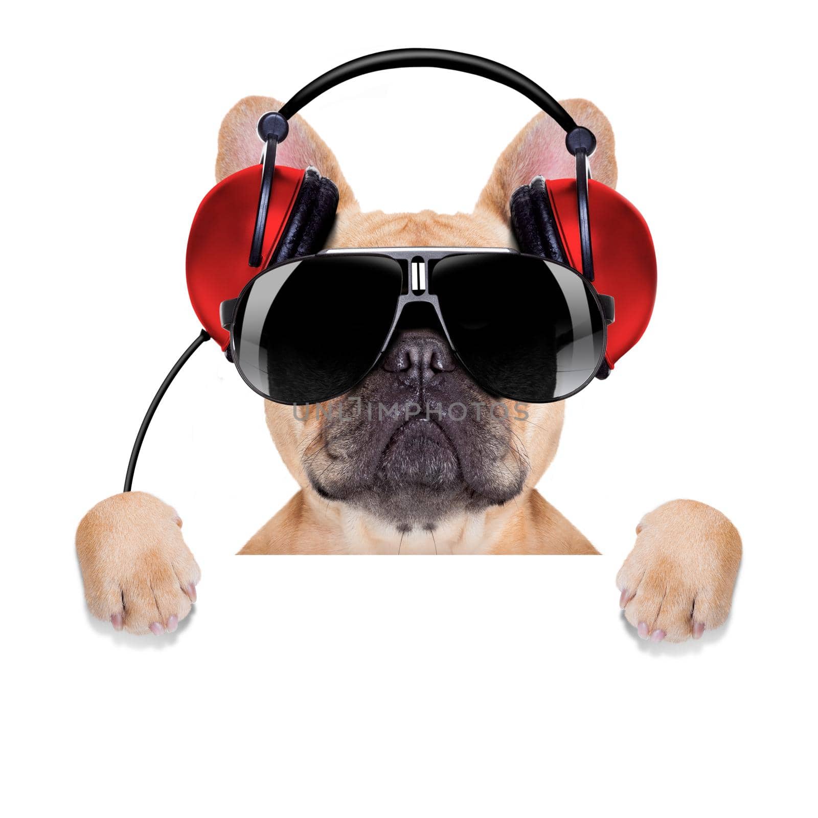 dj bulldog dog with headphones listening to music behind a white banner or placard , isolated on white background