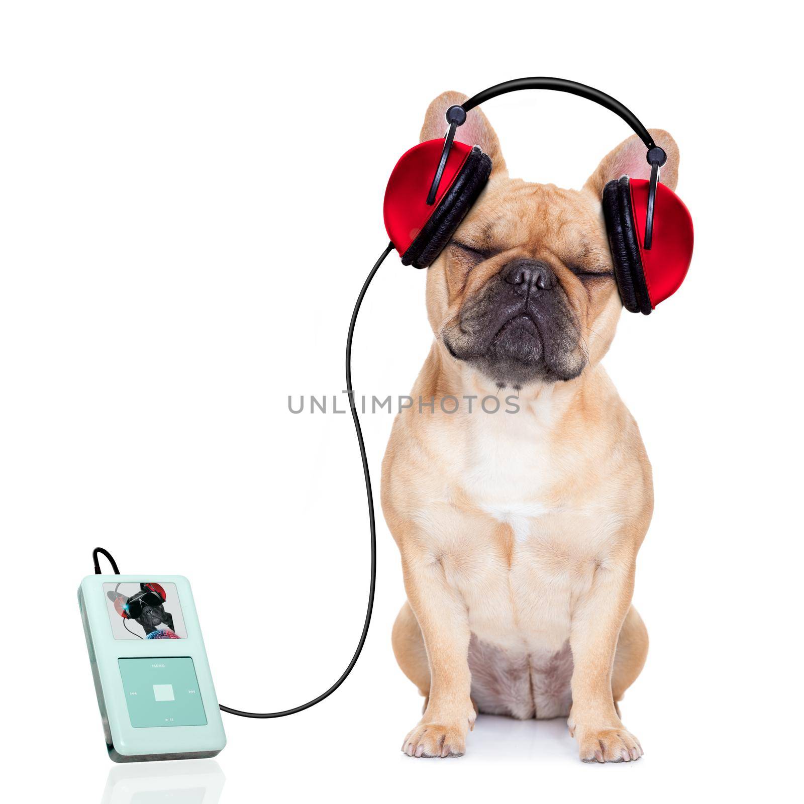 french bulldog dog listening music, while relaxing and enjoying the sound , isolated on white background