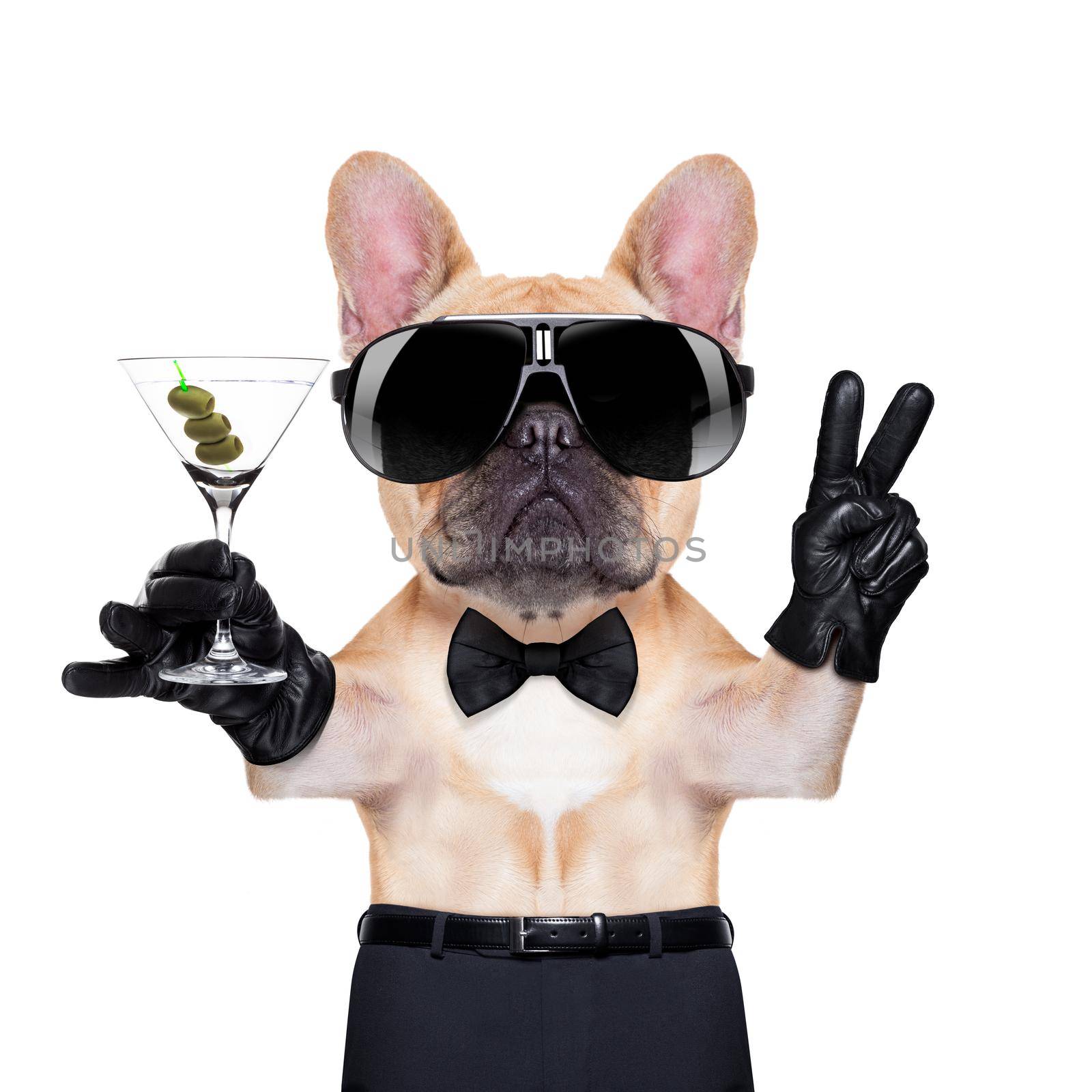 french bulldog with peace or victory fingers holding a martini , ready to toast,  isolated on white background