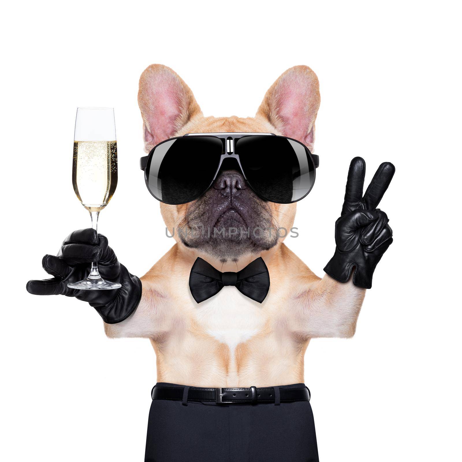 french bulldog holding a  glass of champagne  with peace or victory fingers , ready to toast,  isolated on white background