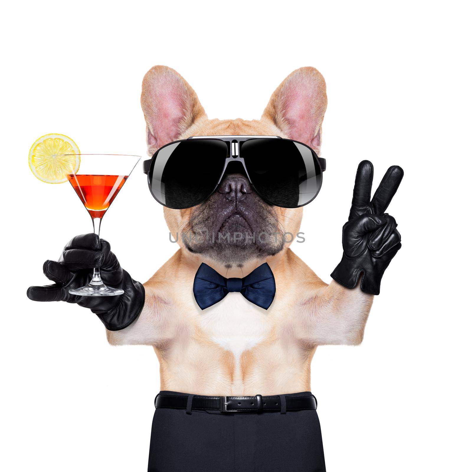 french bulldog holding a  glass of red martini  with peace or victory fingers , ready to toast,  isolated on white background