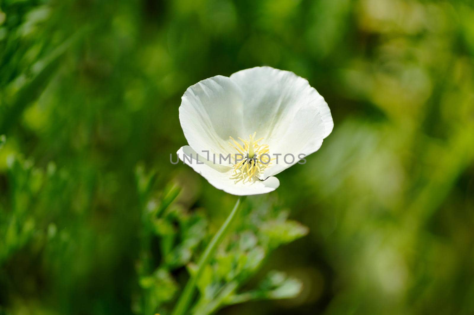 A single white flower blooms in the garden close-up by Mastak80