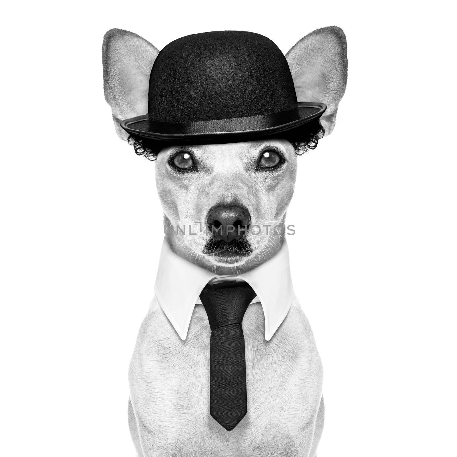 comedian classic dog terrier, wearing a bowler hat ,black tie and mustache, isolated on white background in black and white retro look