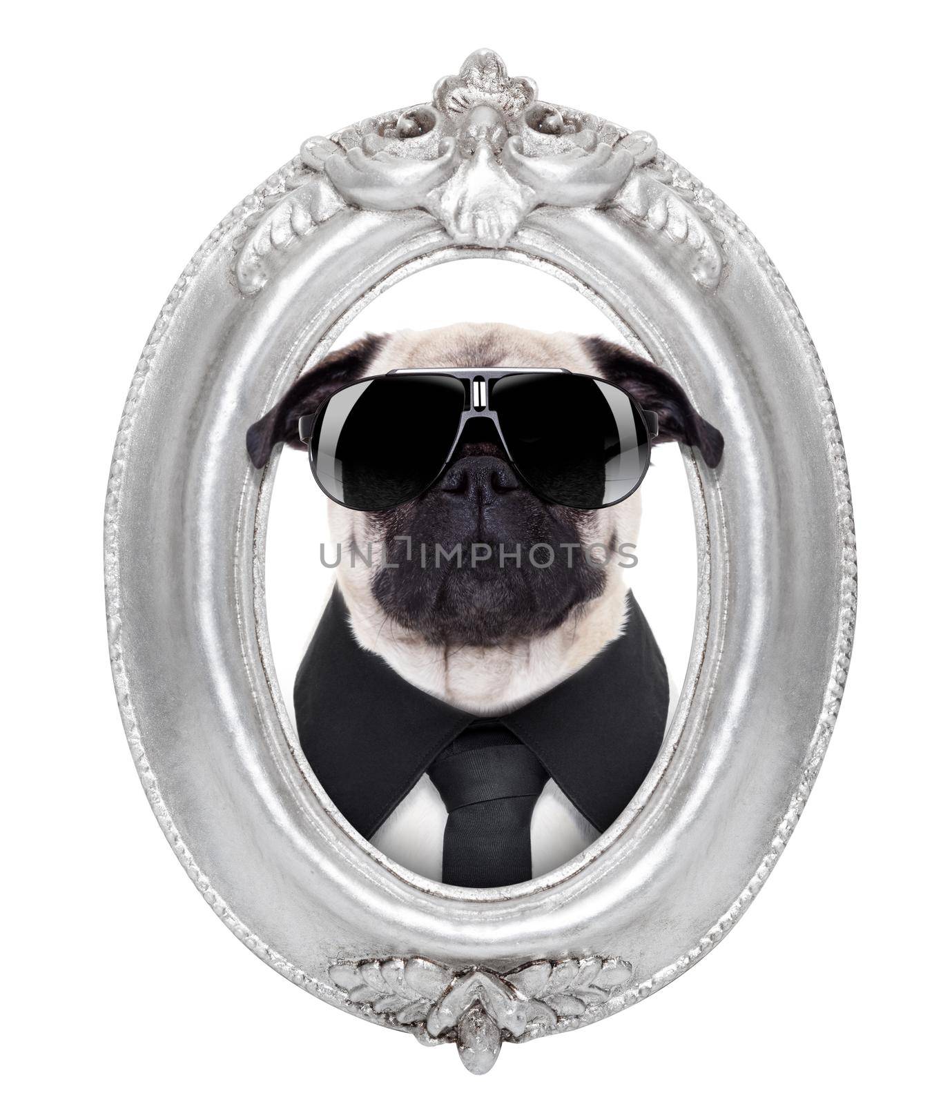pug dog portrait in a wooden retro old frame , isolated on white background