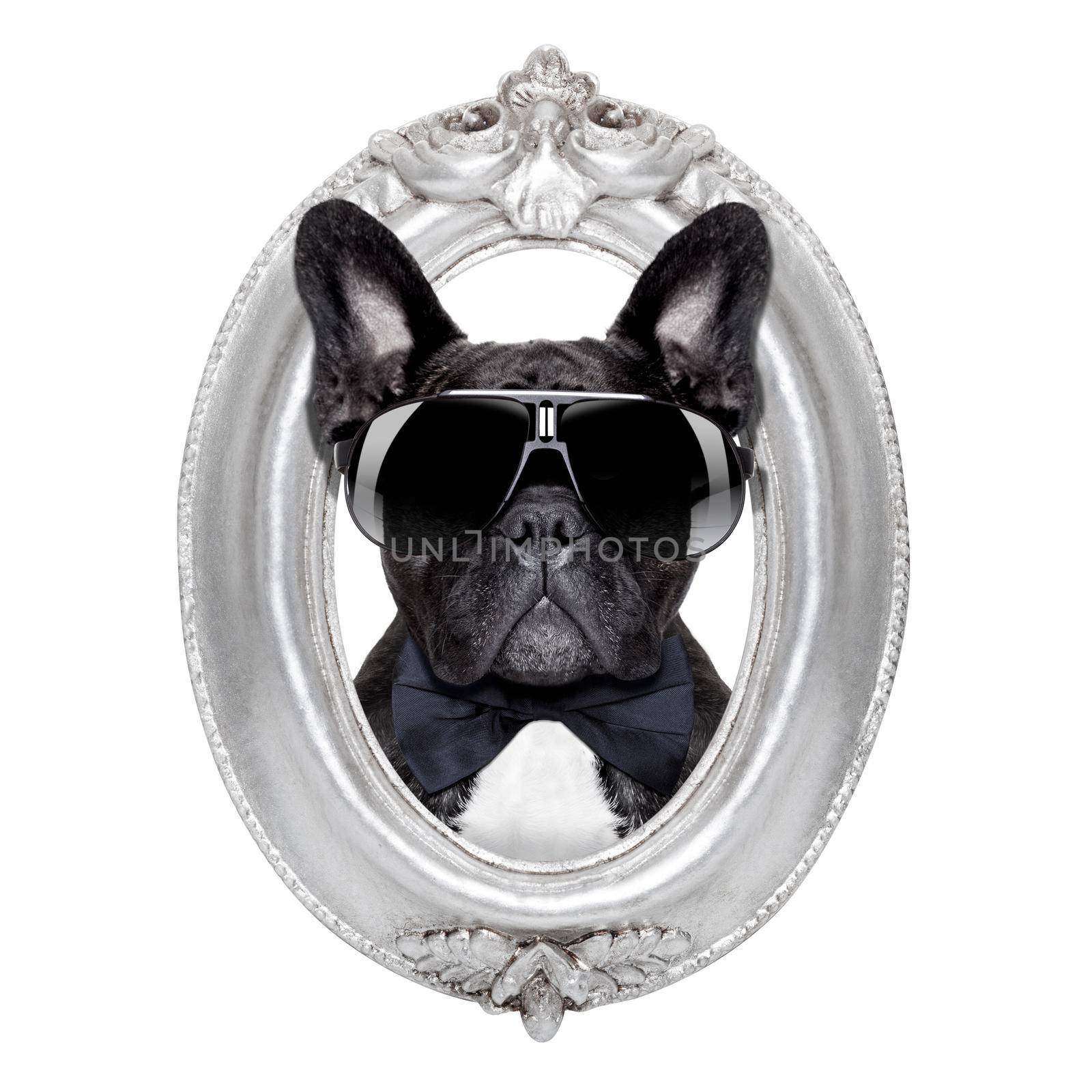 french bulldog dog portrait in a wooden retro old frame , isolated on white background