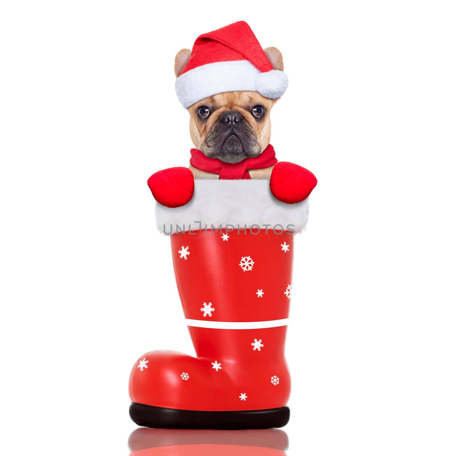 christmas dog in a red santa  boot by Brosch