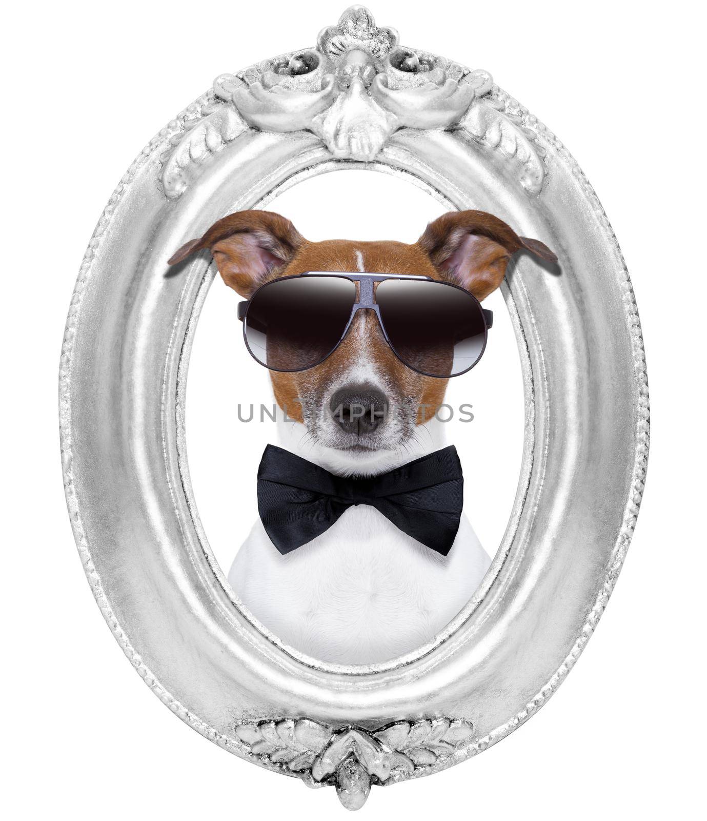 jack russell dog portrait in a wooden retro old frame , isolated on white background