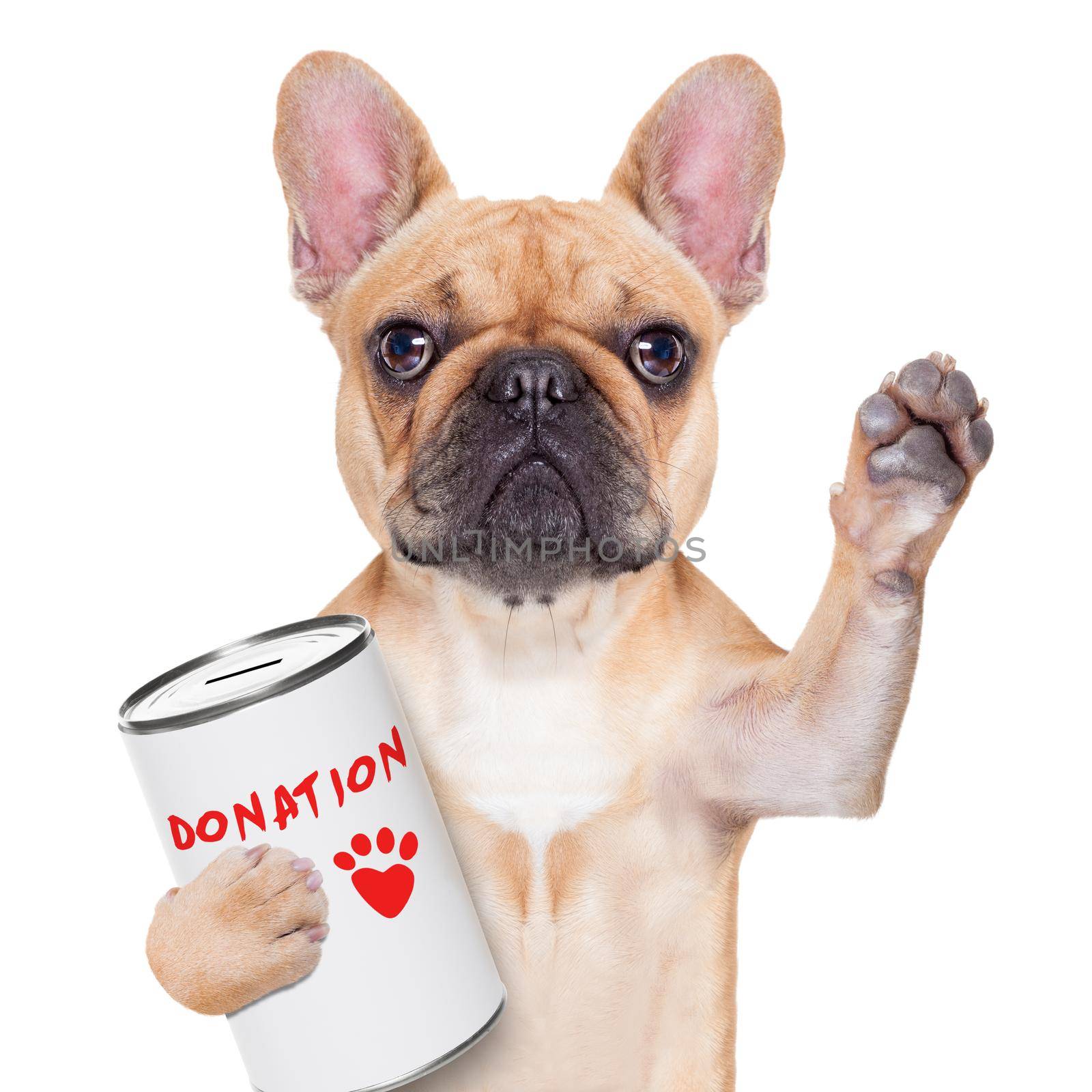 french bulldog dog with a donation can , collecting money for  charity, isolated on white background