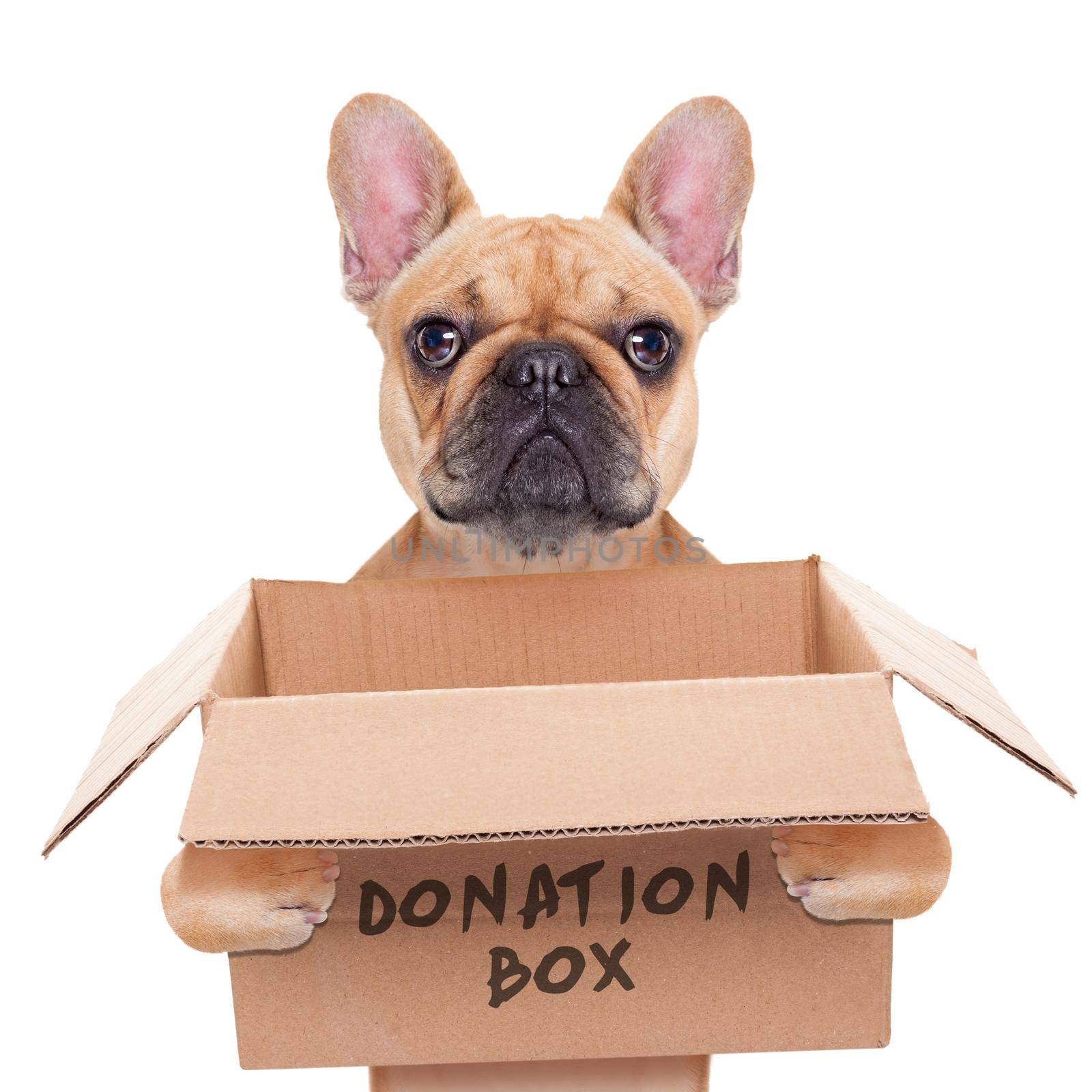 french bulldog dog holding a donation box, isolated on white background