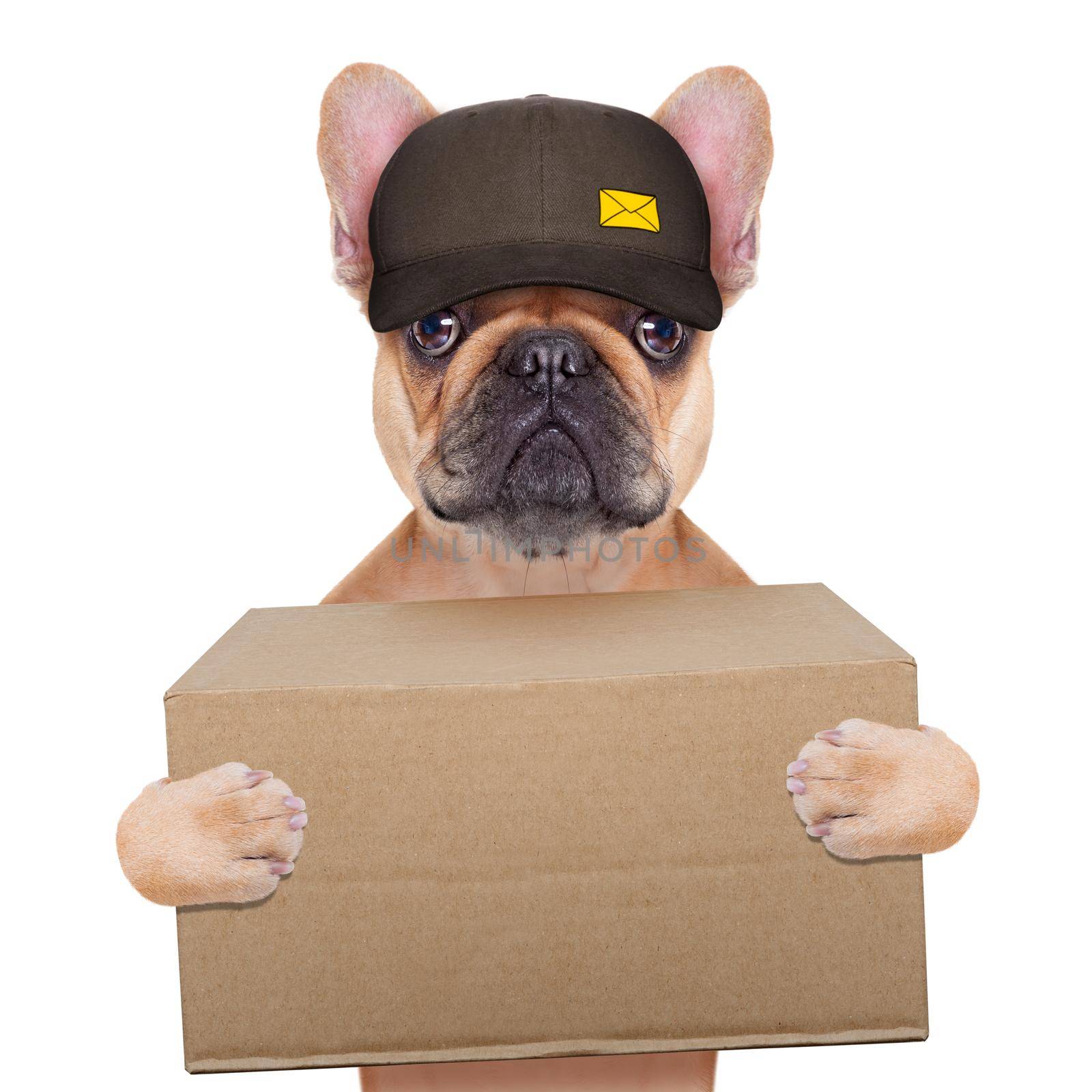 postman  french bulldog holding a shipping box , isolated on white background