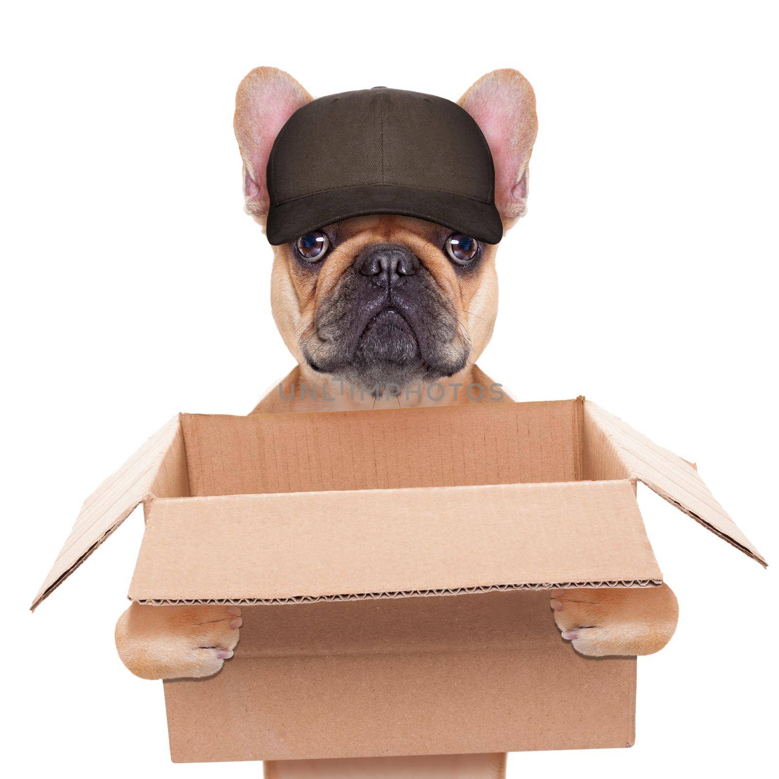 french bulldog holding a moving box, helping out for a relocation, isolated on white background