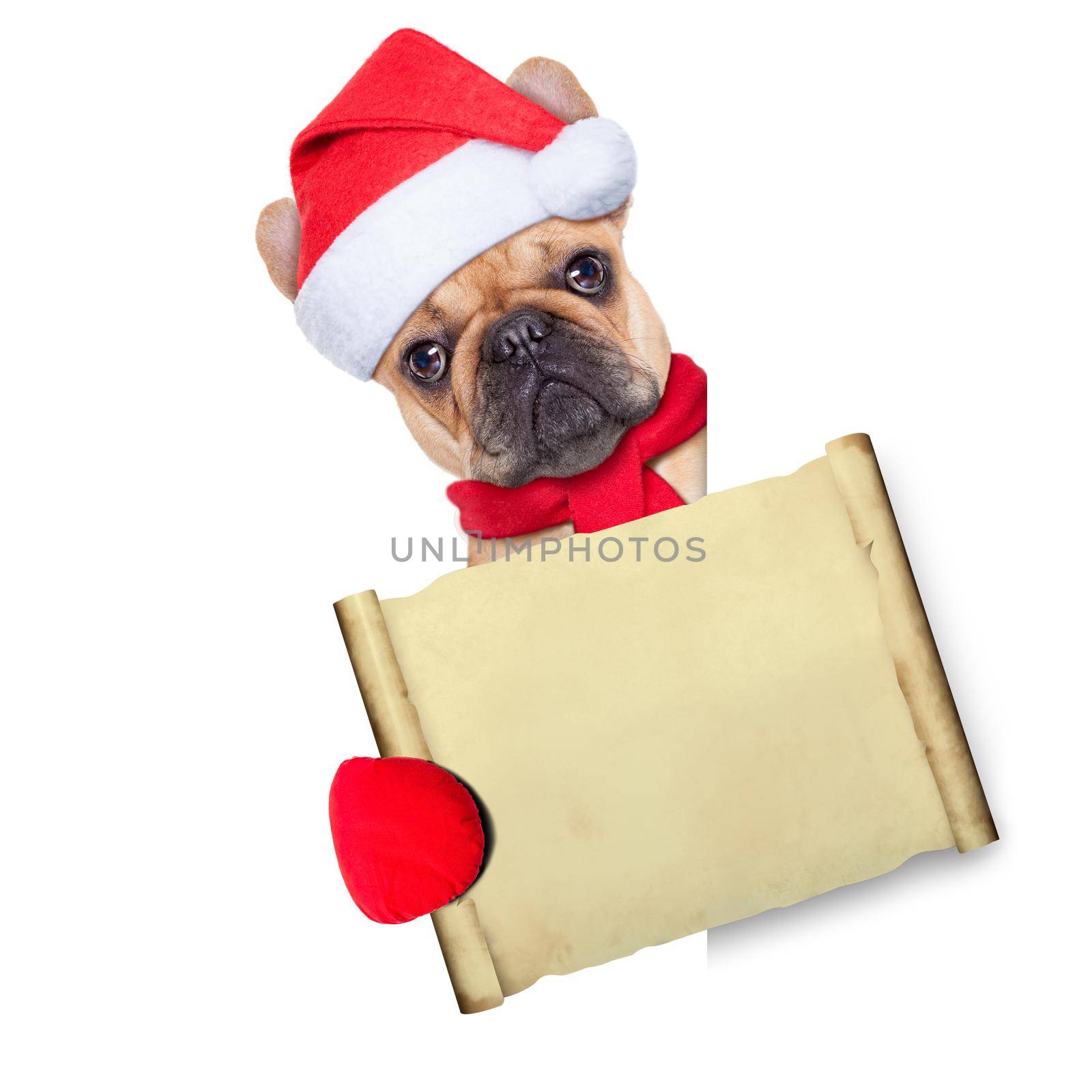 french bulldog dog dressed as santa claus behind a white empty banner or placard holding a papyrus or blank old paper