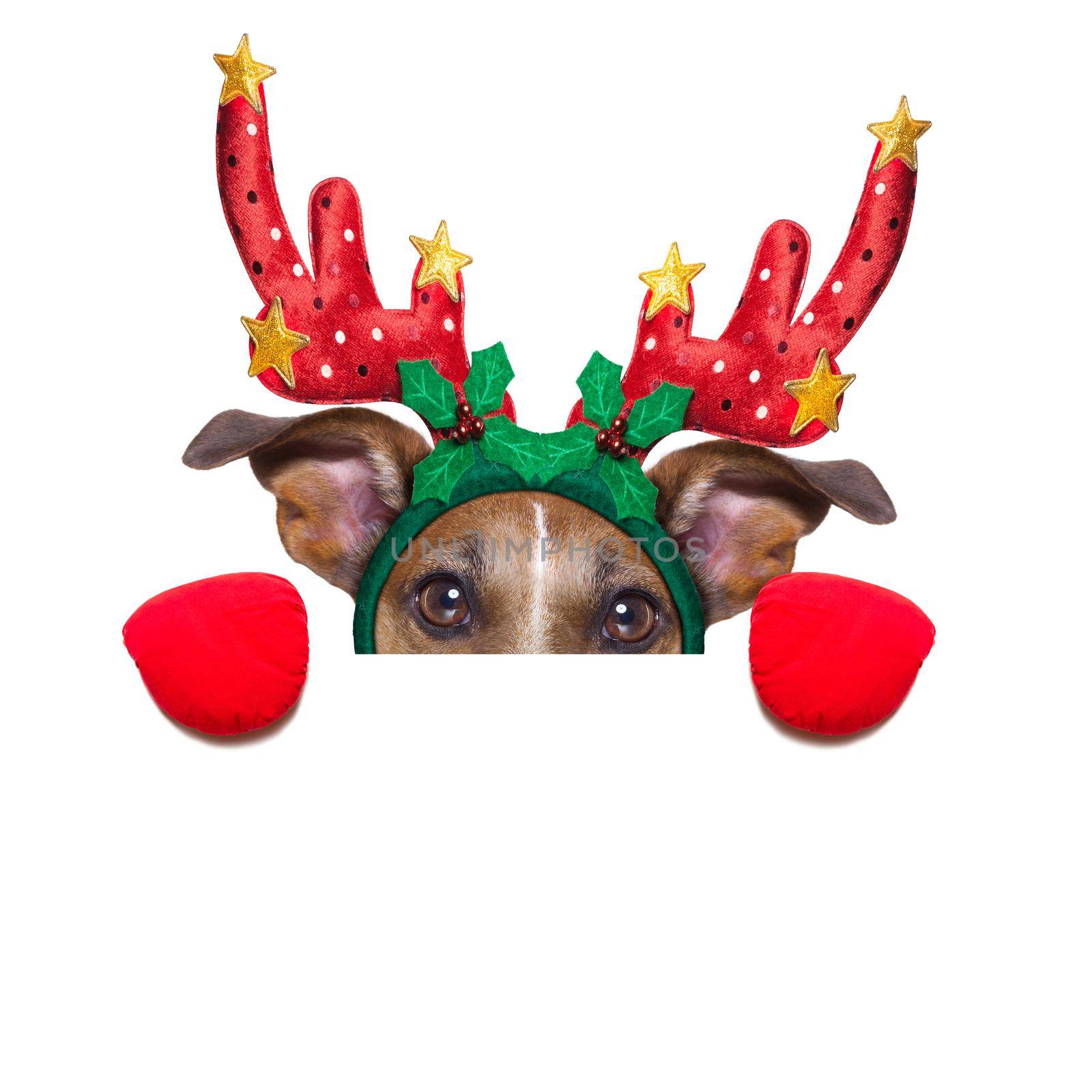reindeer dog behind a blank banner as a christmas theme, isolated on white background