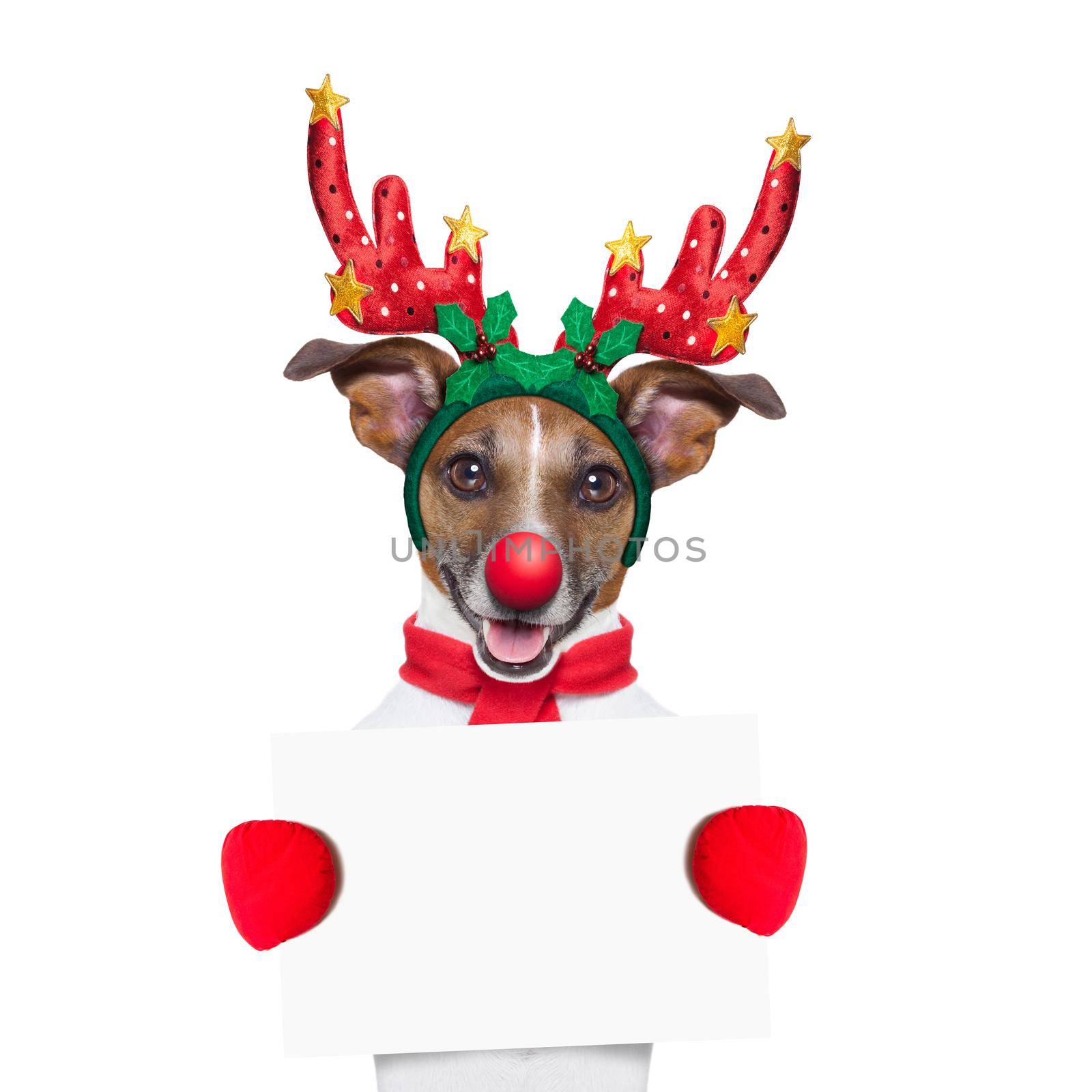 reindeer dog holding  a blank white placard or banner with a red nose , isolated on white background