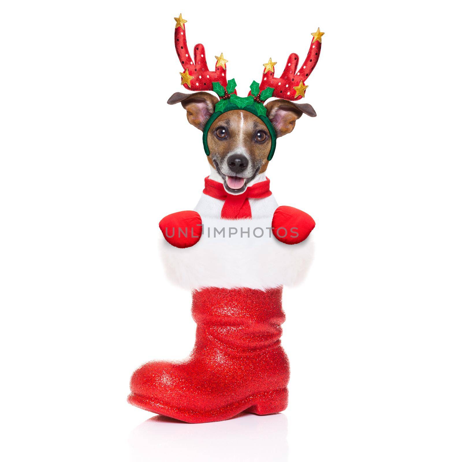 reindeer dog  by Brosch