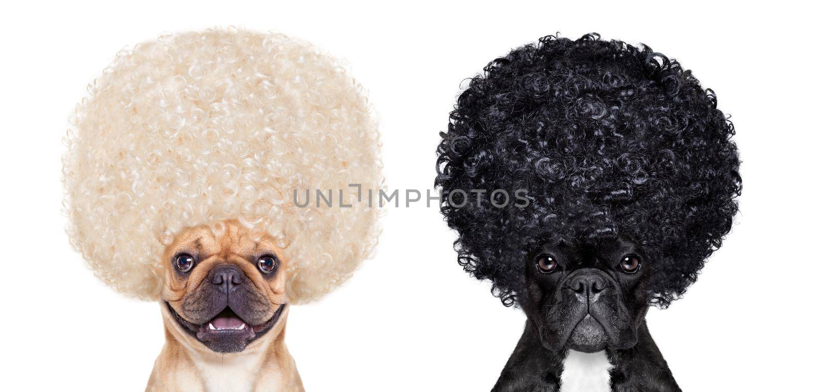 Devil and Angel french bulldog dogs sitting side by side deciding between right and wrong , good or bad, black or white,isolated on white background