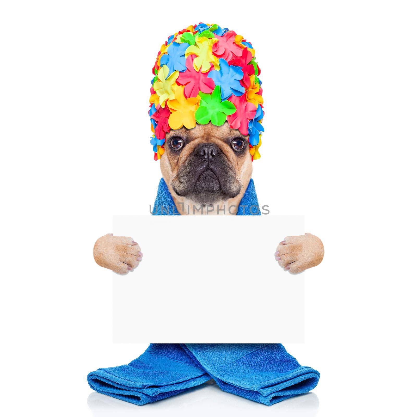 french bulldog dog ready to have a bath or a shower wearing a bathing cap and towel, holding a white placard or banner isolated on white background