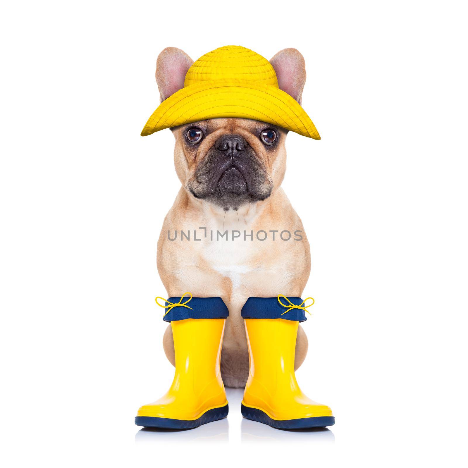 fawn french bulldog sitting and waiting to go for a walk with owner , prepared for rain and dirt,wearing rain boots,  isolated on white background