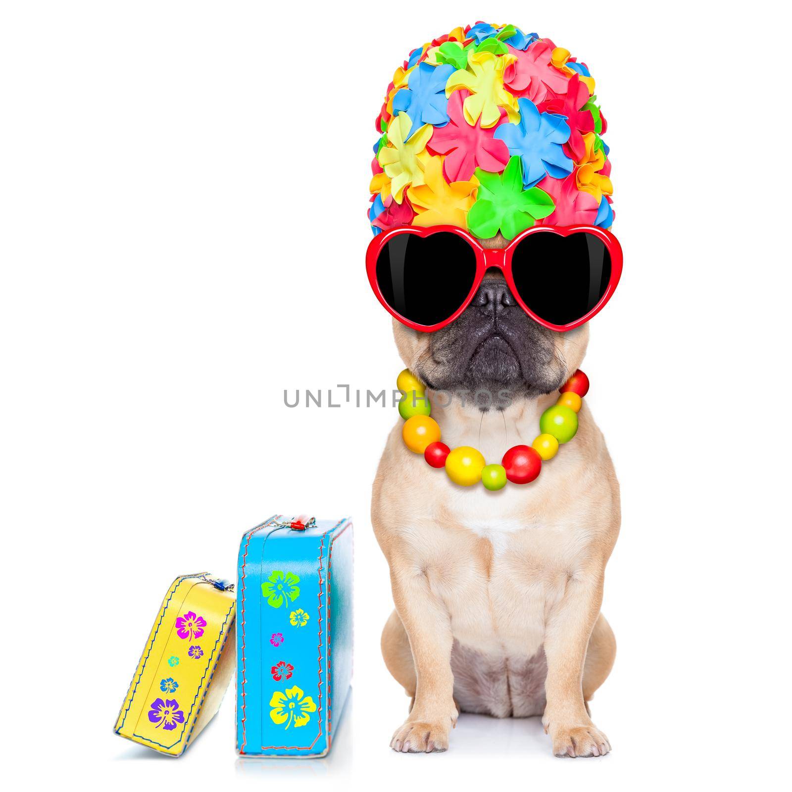 fawn french bulldog dog ready for summer vacation or holidays, besides luggage, isolated on white background