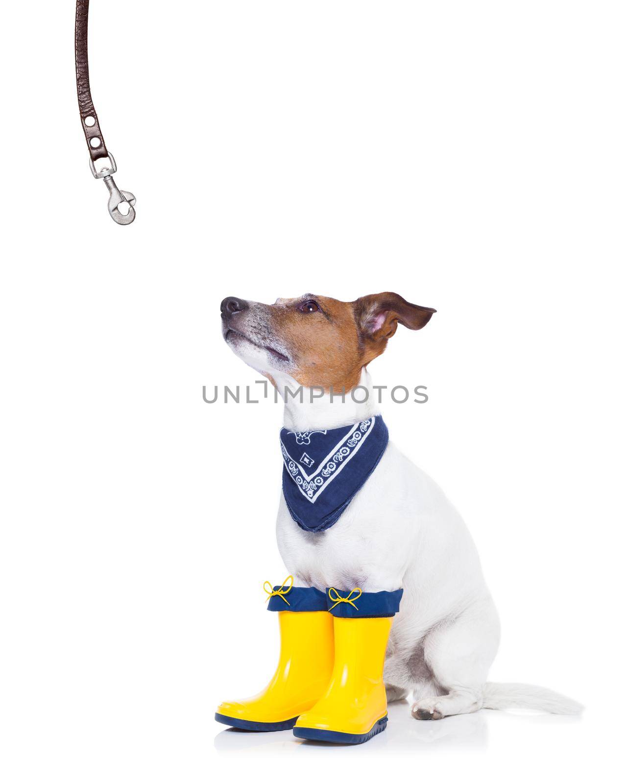 jack russell dog sitting , begging and waiting to go for a walk with owner , prepared for rain and dirt, wearing rain boots,  isolated on white background