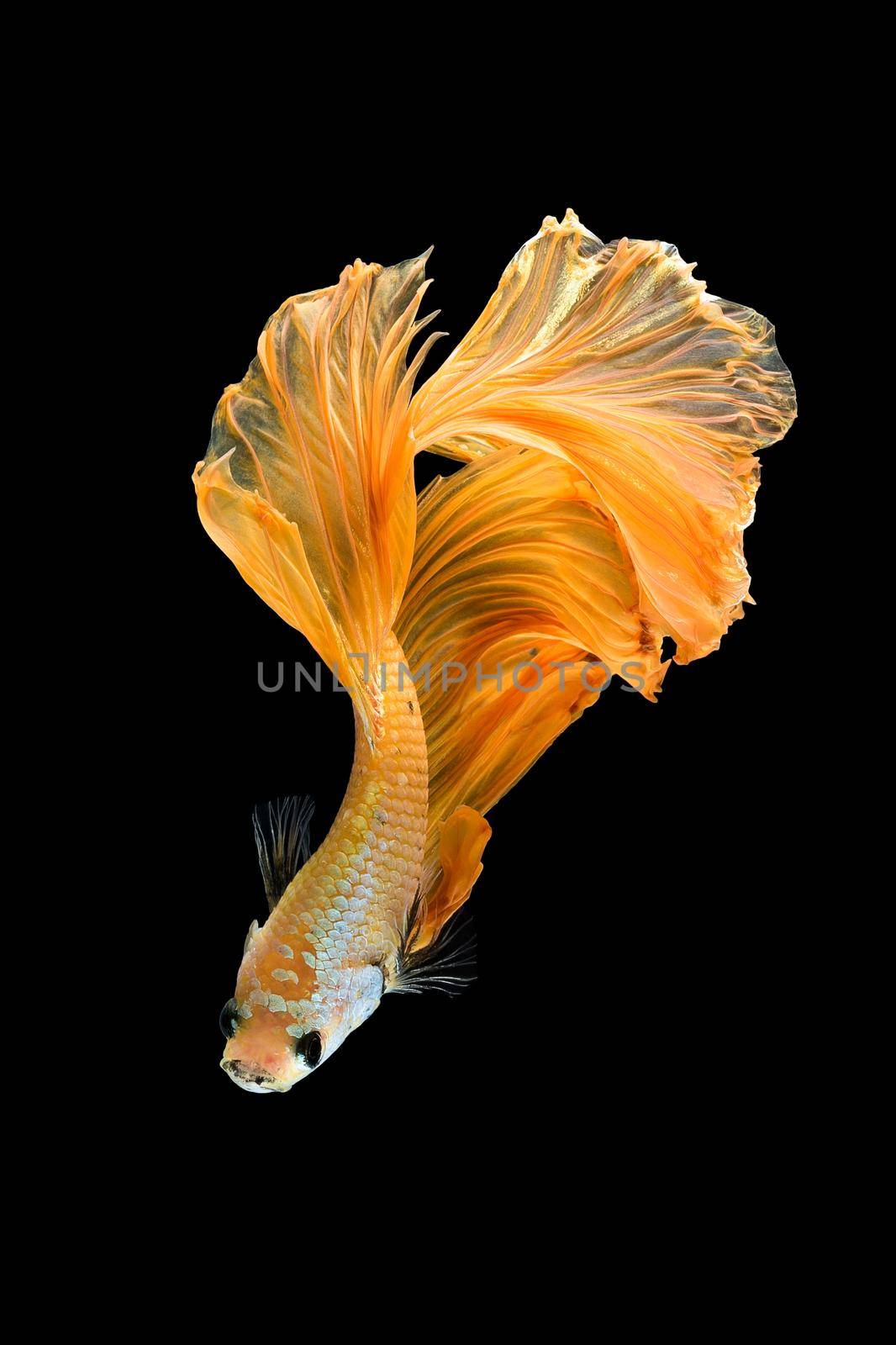 Close up art movement of Betta fish,Siamese fighting fish isolated on black background.Fine art design concept.