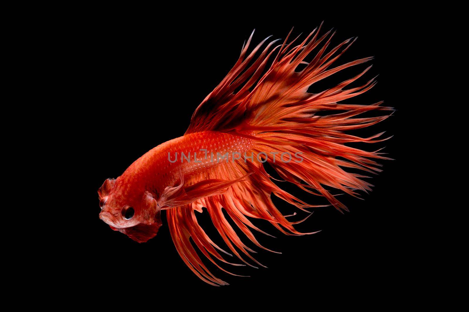 Close up art movement of Betta fish,Siamese fighting fish isolated on black background.Fine art design concept. by Nuamfolio