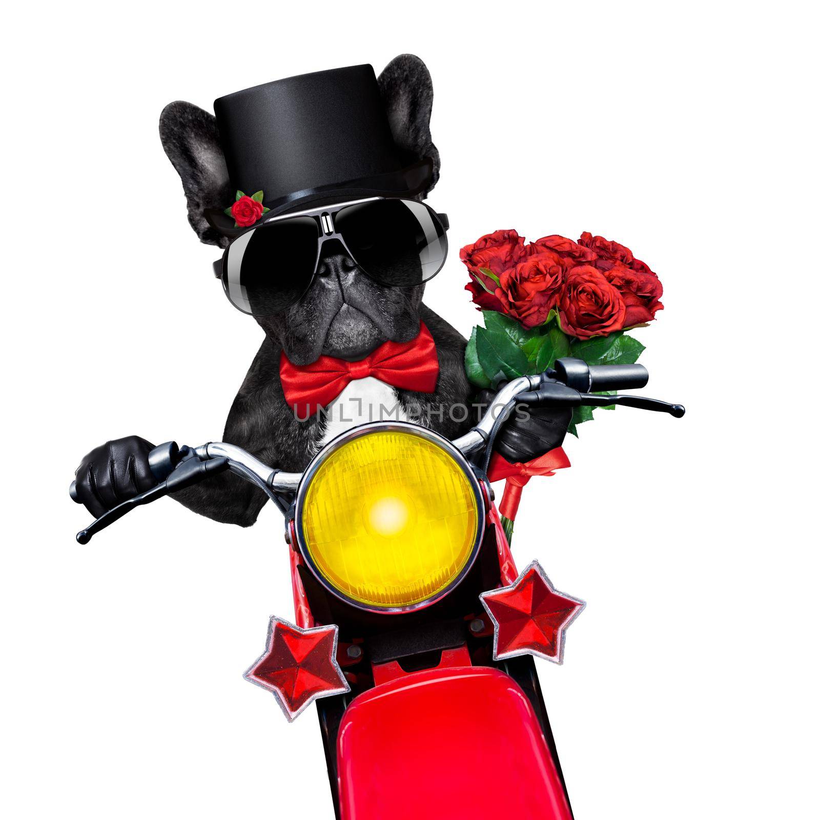 valentines french bulldog dog , riding a motorbike , holding a bunch of red roses, isolated on white background