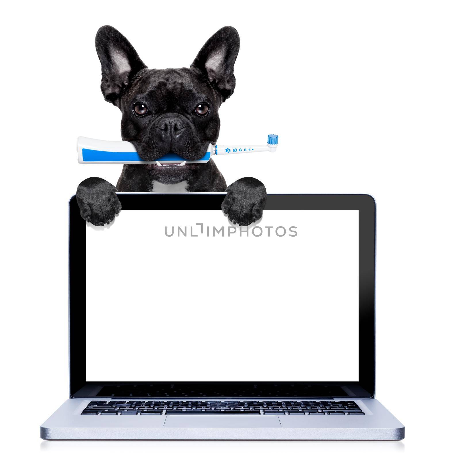 french bulldog dog holding electric toothbrush with mouth , behind  laptop pc computer screen ,isolated on white background
