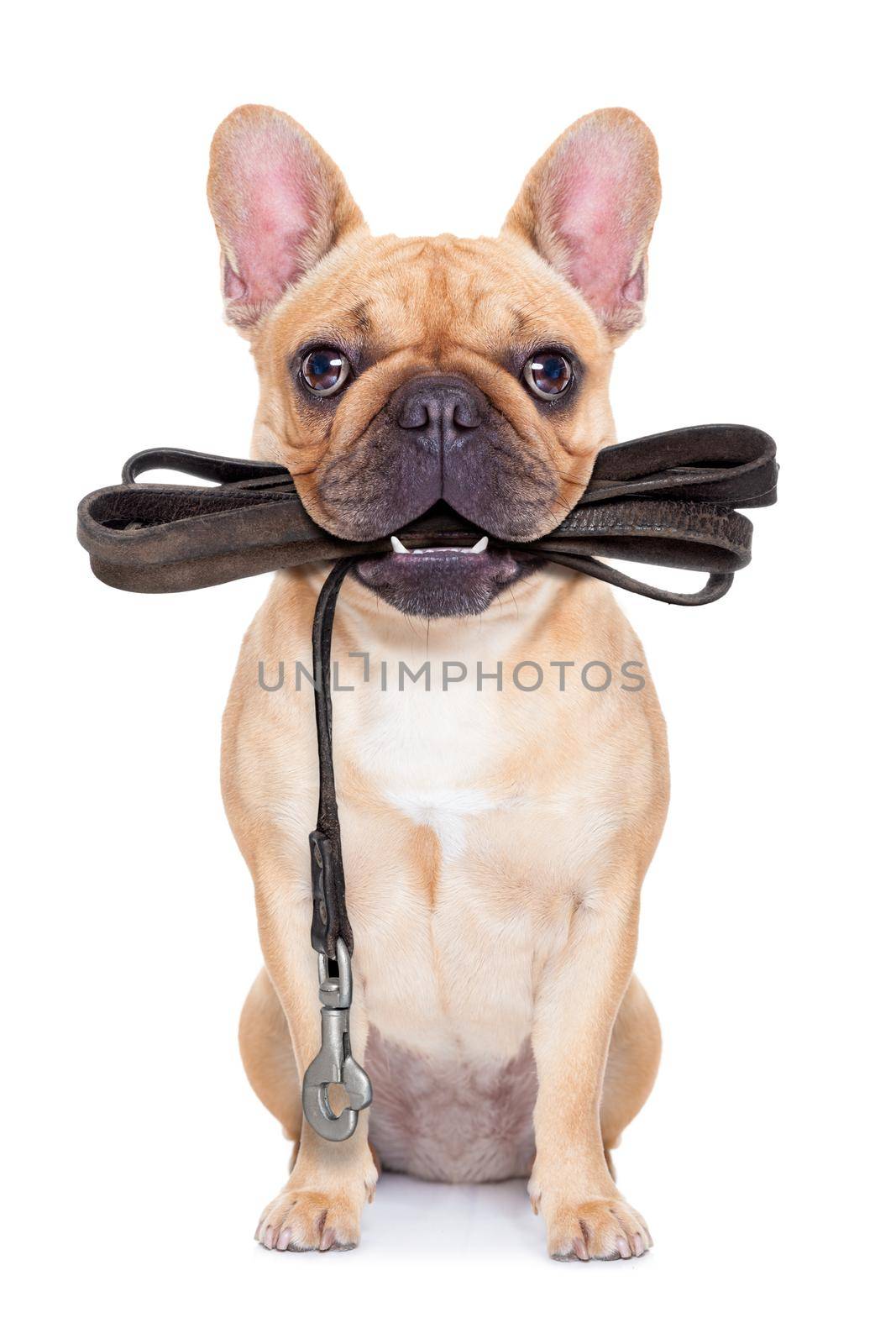 leash dog ready for a walk by Brosch