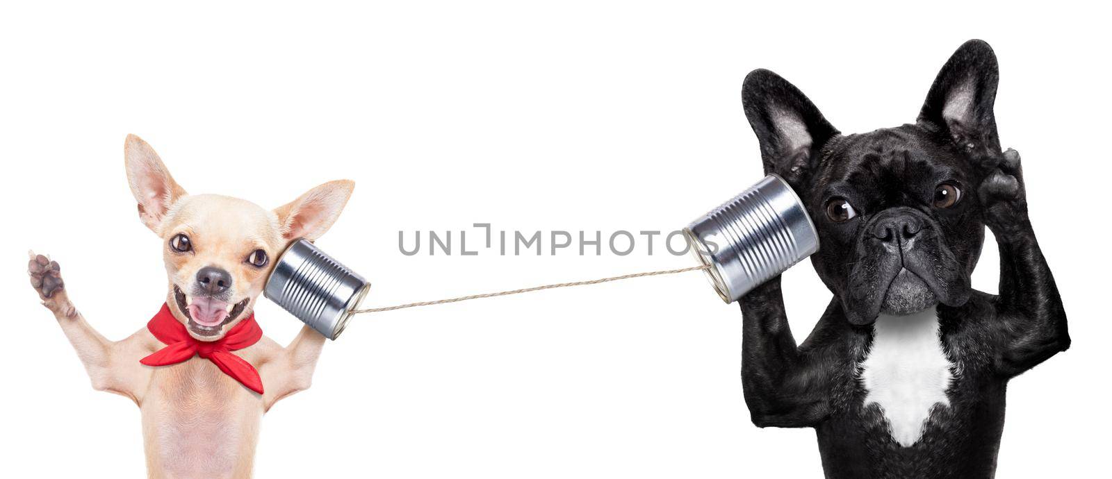 couple of dogs talking on the can phone, isolated on white background