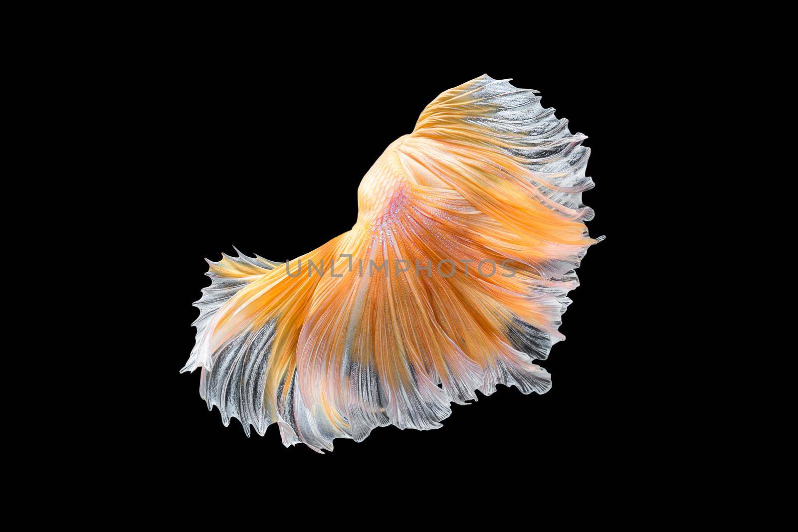 Close up art movement of Betta fish,Siamese fighting fish isolated on black background.Fine art design concept.