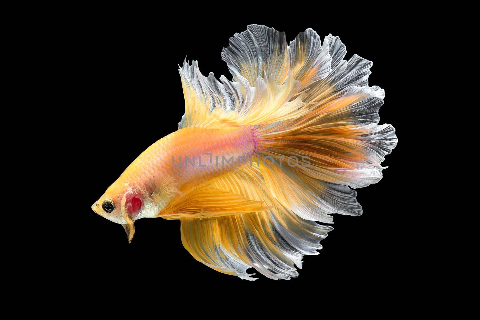 Close up art movement of Betta fish,Siamese fighting fish isolated on black background.Fine art design concept.