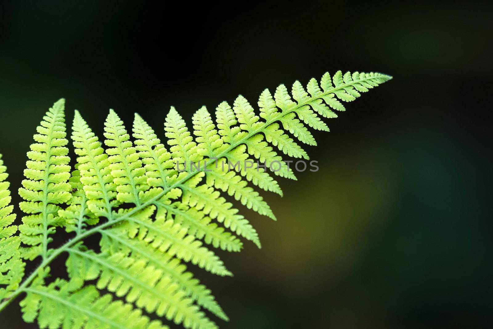 Close up of green leaf with shallow depth of field in dark background by Nuamfolio