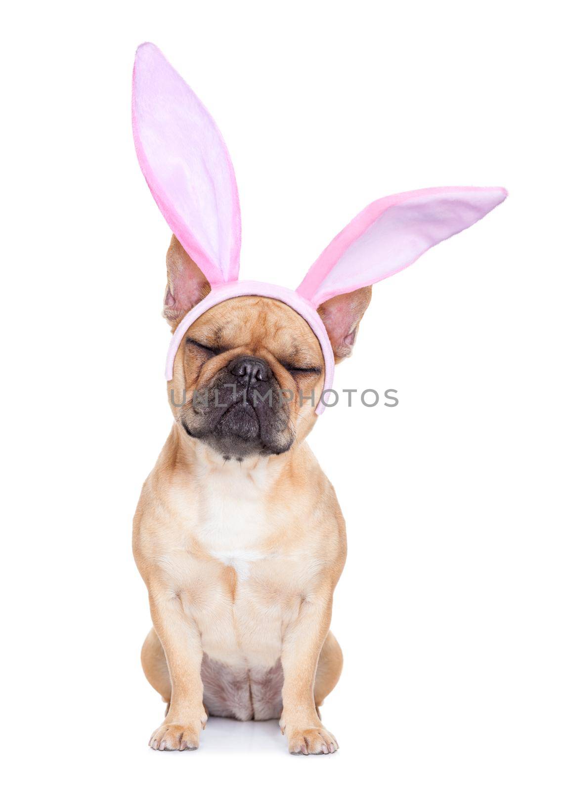 french bulldog dog  with bunny easter ears, isolated on white background