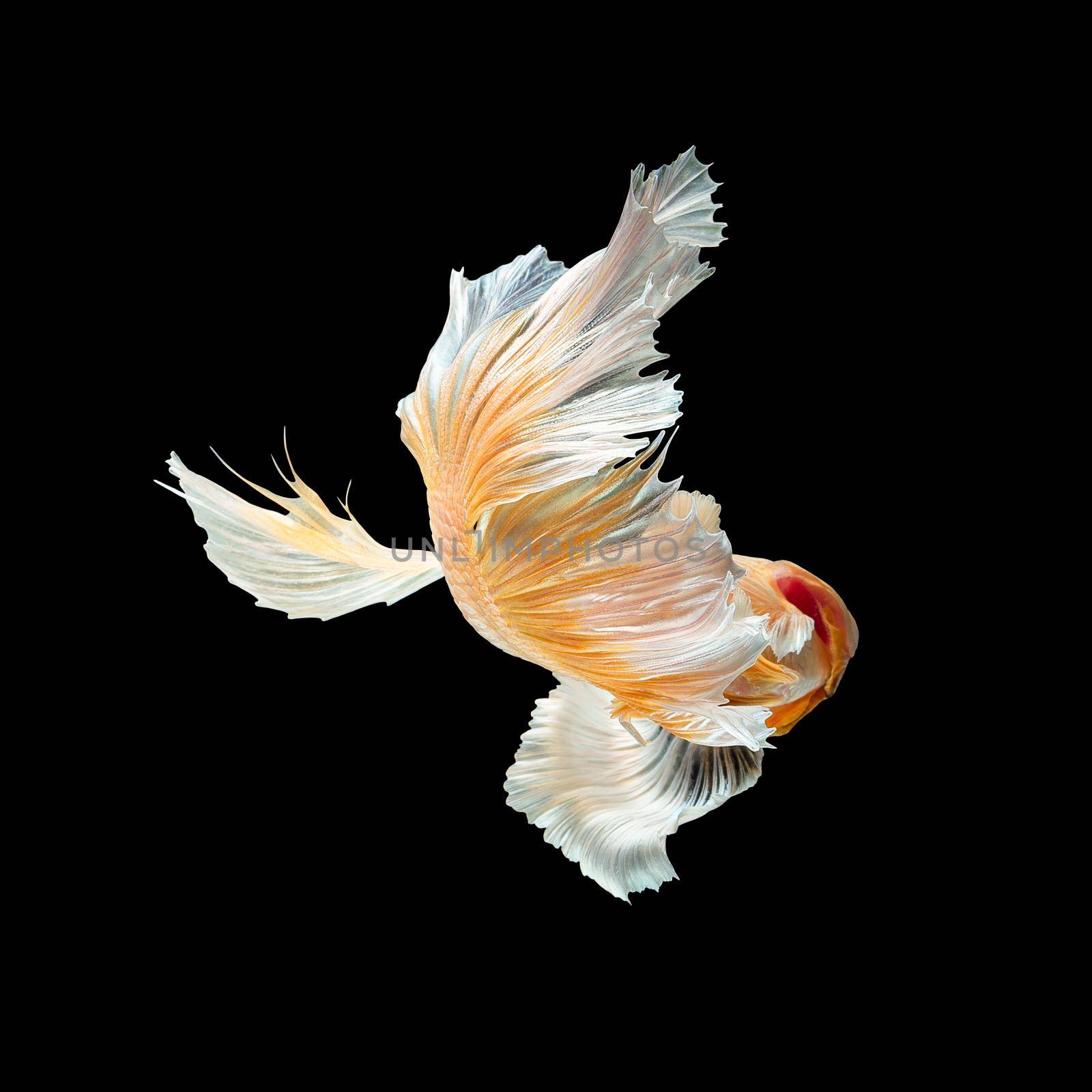 Close up art movement of Betta fish,Siamese fighting fish isolated on black background.Fine art design concept. by Nuamfolio