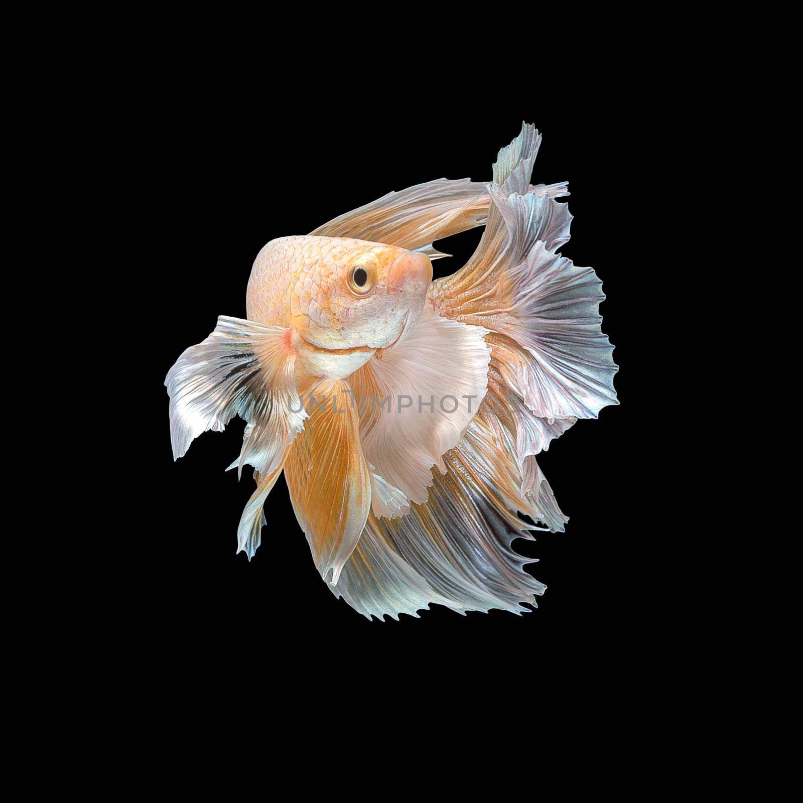 Close up art movement of Betta fish,Siamese fighting fish isolated on black background.Fine art design concept. by Nuamfolio