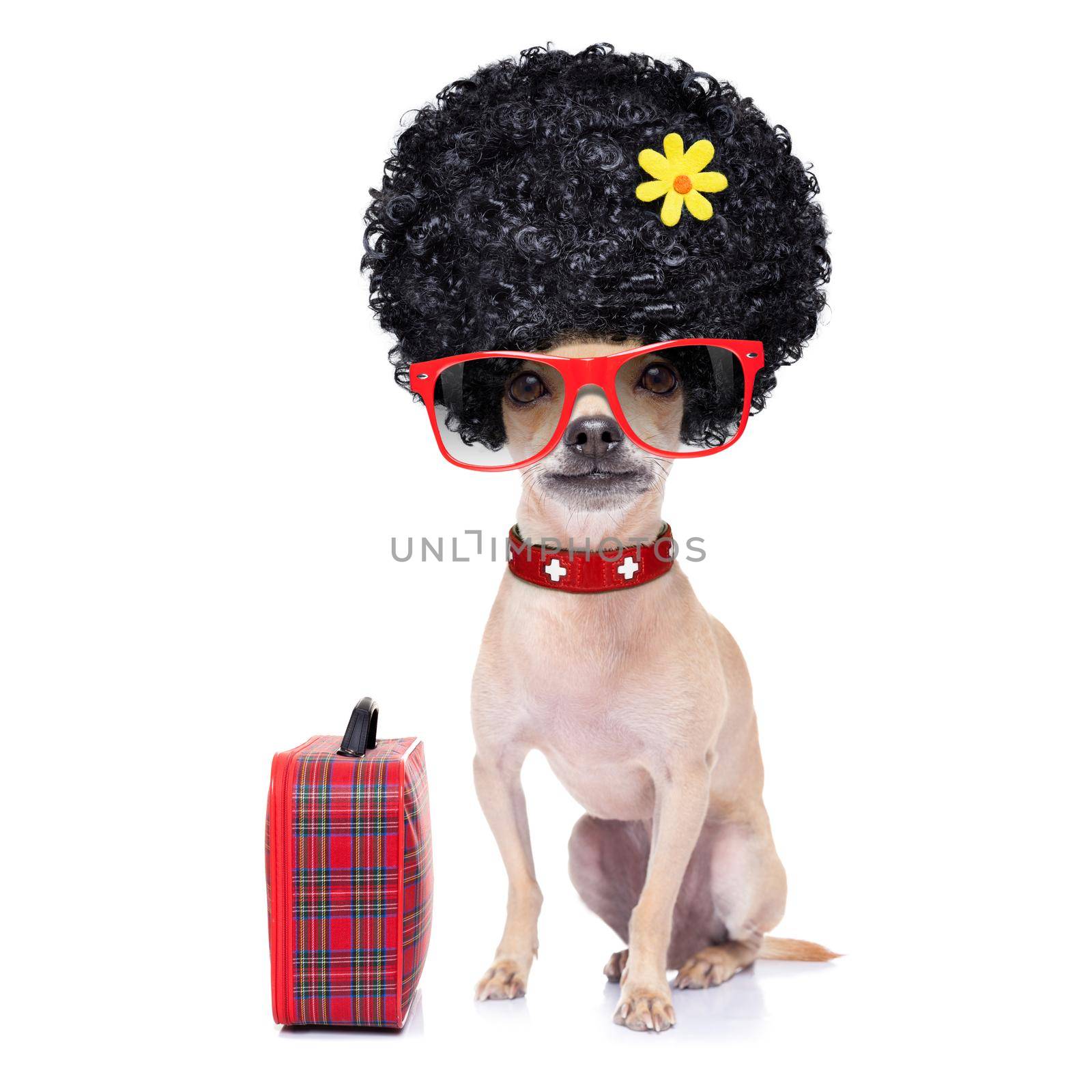 chihuahua dog  ready for vacation summer holidays,  with a bag or luggage, isolated on white background