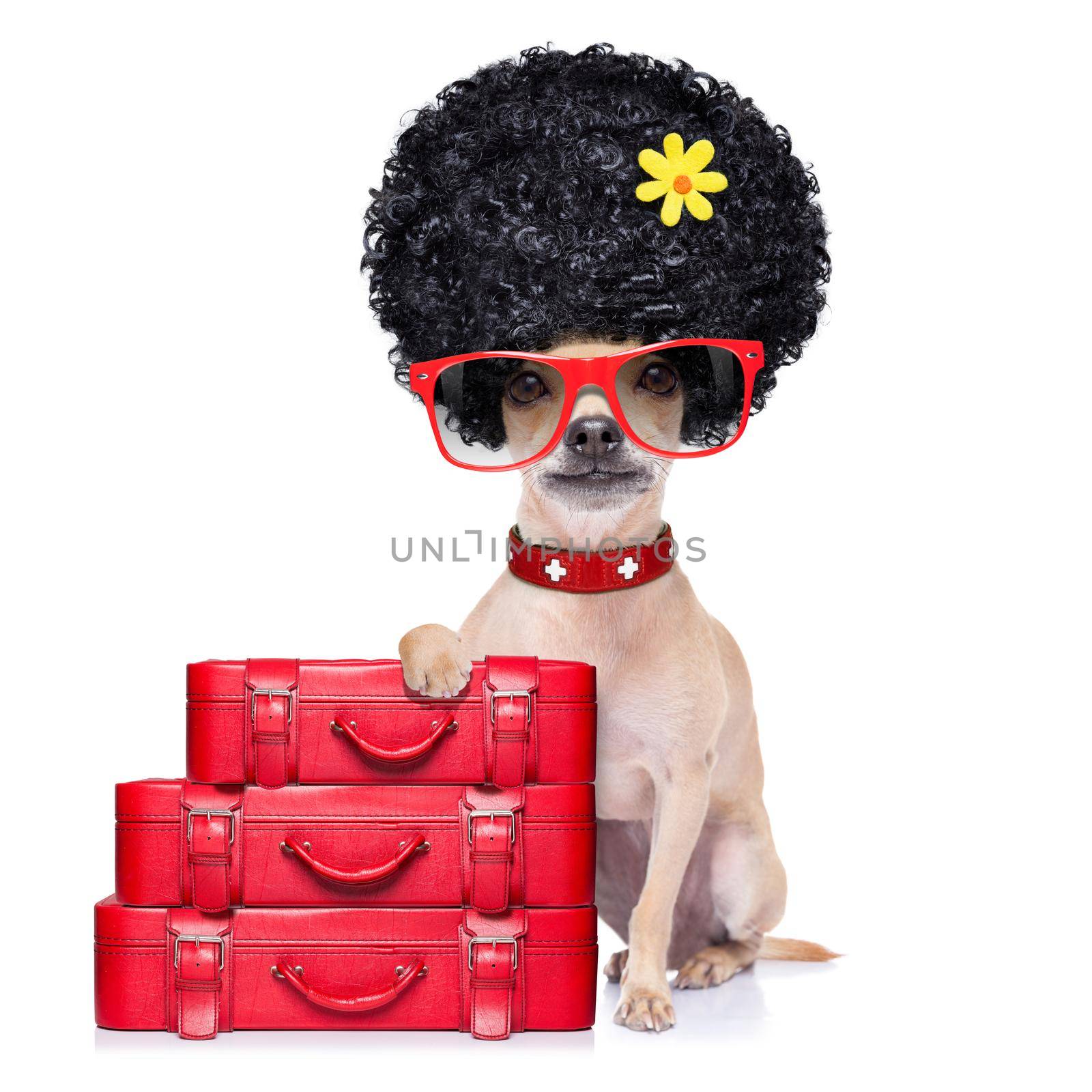 funny dumb vacation dog  by Brosch