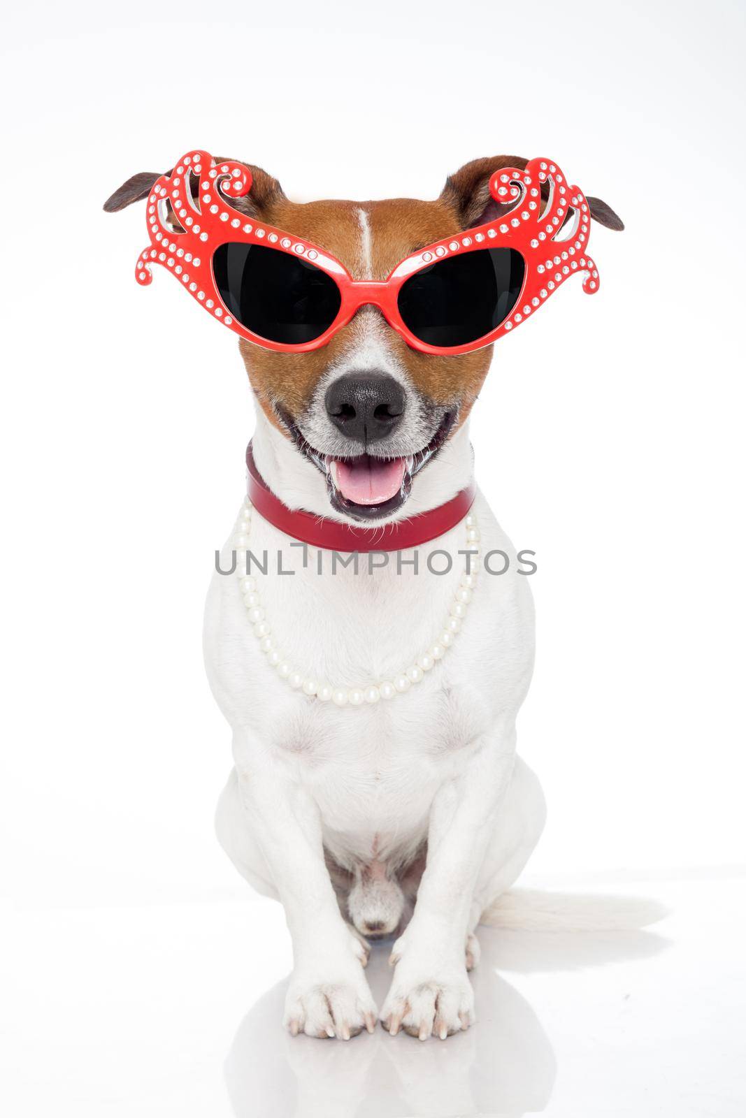gay dog with funny shades